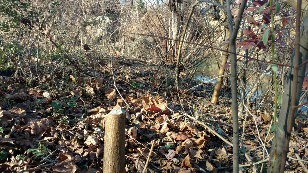 Lots of underbrush greenery and dead leaves on the ground. To the right is Watts Branch Stream but the photo is focused on the beaver cut sharp stump in the middle of the photo. 