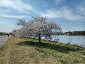 A cherry tree in full bloom with light pink blossoms is in the middle with the river to the right and the trail to the left. The sky is blue with wispy clouds.