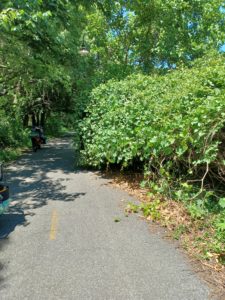 Lush green vines crowding a paved trail